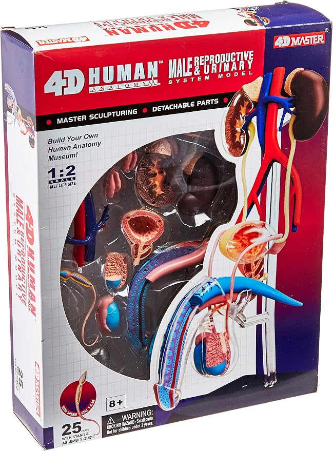 famemaster 4d 人类男性生育解剖模型